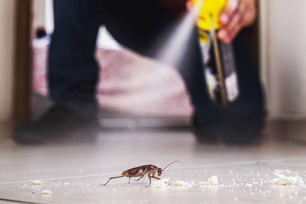 Best Flea Control Services  in Park City, MT